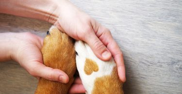 Assurances Chiens