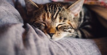 Chat