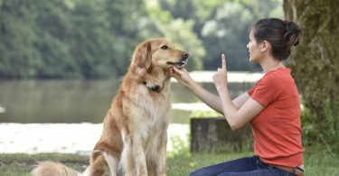 Education Chien