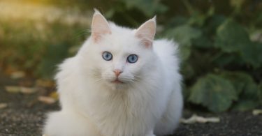 Angora Turc